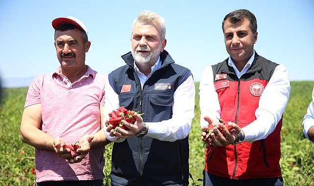 Coğrafi işaret tescilli biberde hasat başladı