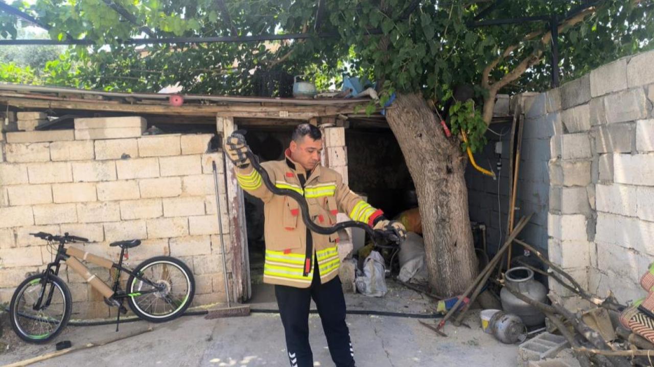 2 Karayılan Paniğe Neden Oldu