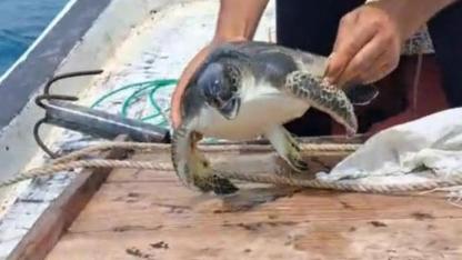 Caretta Carettayı Balıkçı Kurtardı