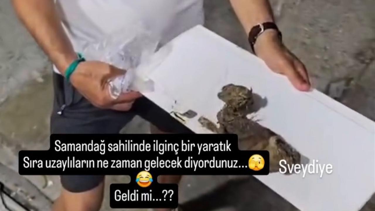 Gizemli Yaratık Merak Uyandırdı