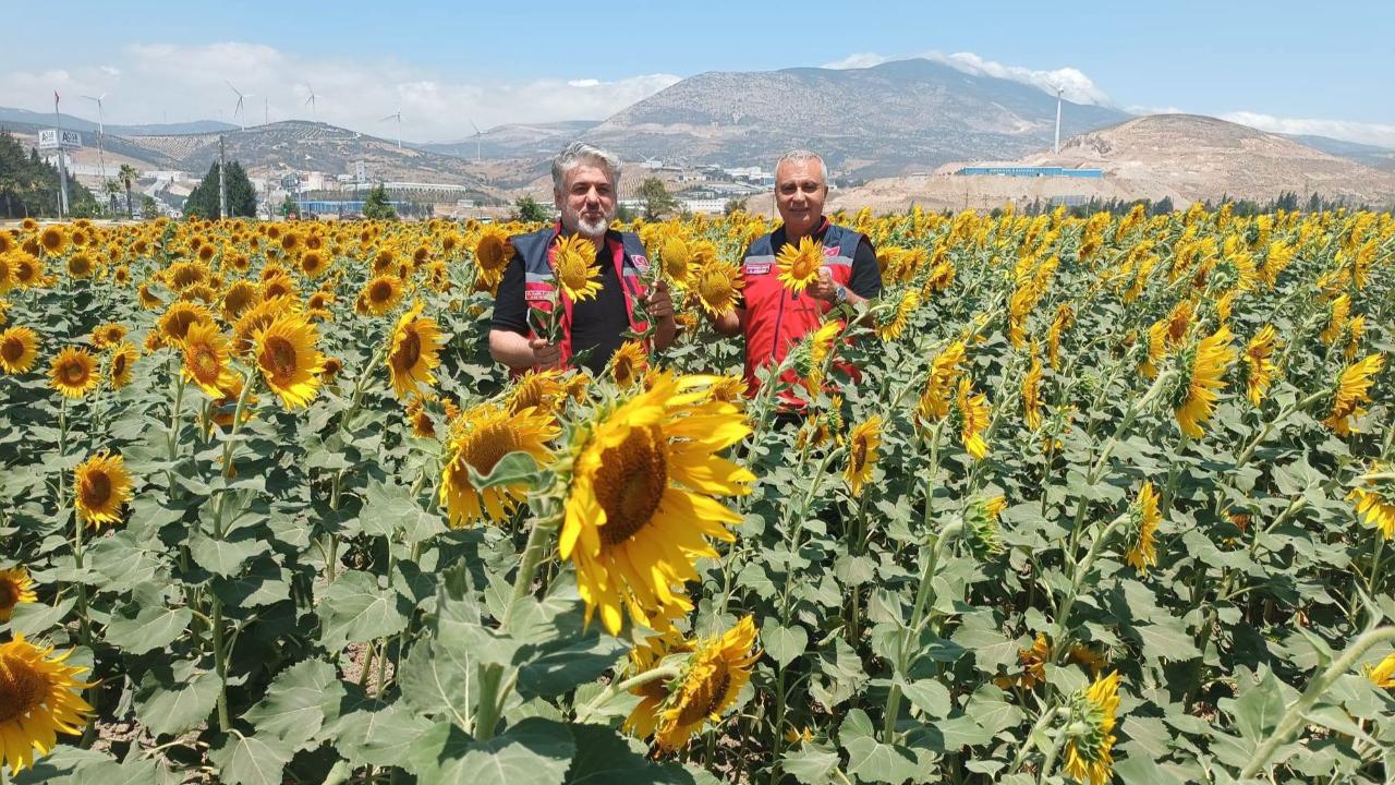 Hatay'da Ayçiçeği Tarlalarında Yakın Takip
