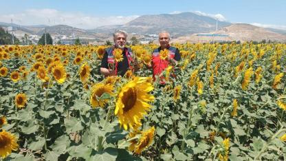 Hatay'da Ayçiçeği Tarlalarında Yakın Takip