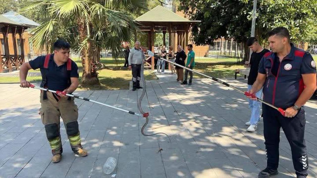 İskenderun’da Mahalleye Giren Yılan Paniği