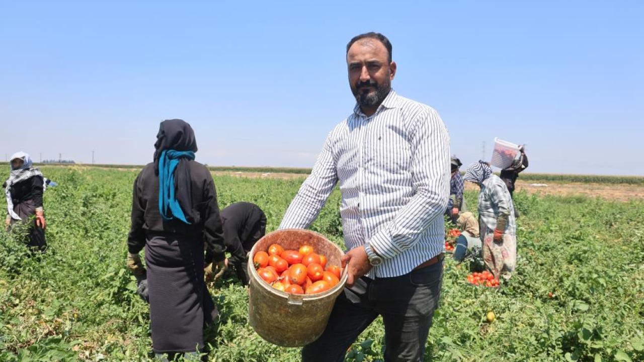 Kavurucu Sıcaklıkta Domates Hasadı