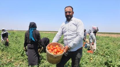Kavurucu Sıcaklıkta Domates Hasadı