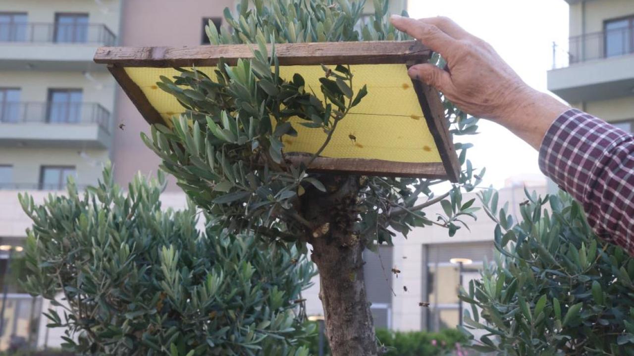Oğulu Korkmadan Çıplak Elle Topladı