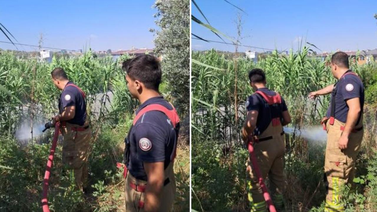 Sazlık Ve Zeytinlik Alanda Korkutan Yangın