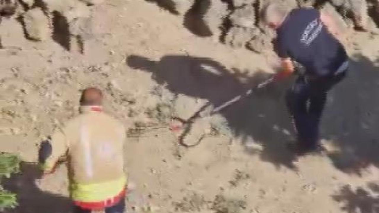 Yılan, Ekipleri Peşine Taktı